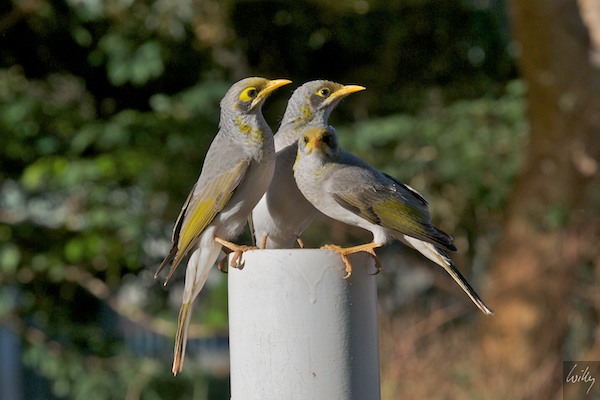 AustraliaPerth 10  131